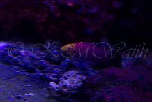 Mystery Wrasse.jpg