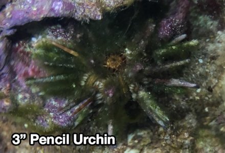 Pencil2.jpg