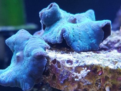reef2.jpg