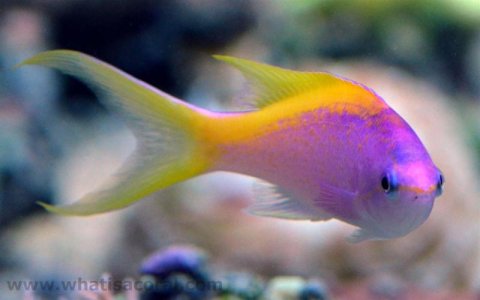 Pseudanthias_evansi-157-1280x800.jpg