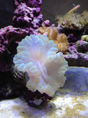 IMG_1549.jpg