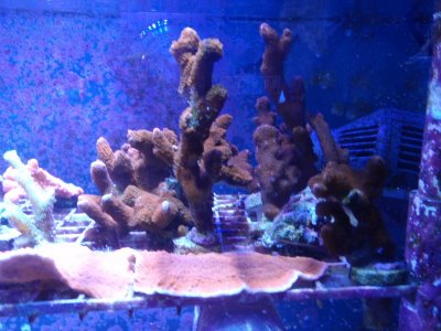 Forest Fire Digi.jpg