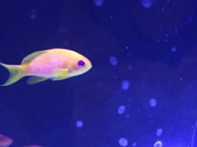 Anthias.jpg
