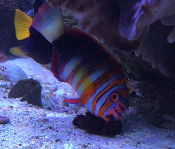 HarlequinTusk2016040901.jpg