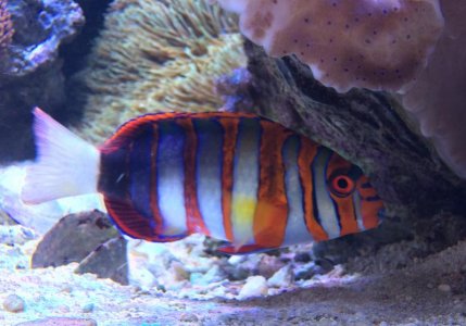 HarlequinTusk2016040902.jpg