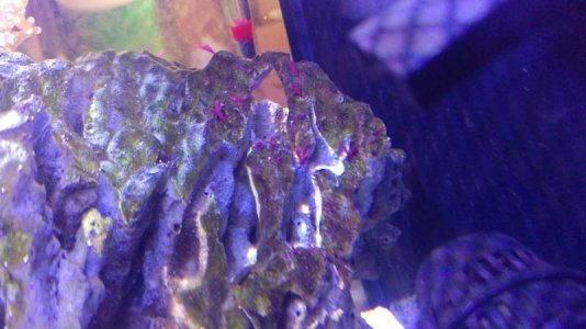 Macro Algae.jpg