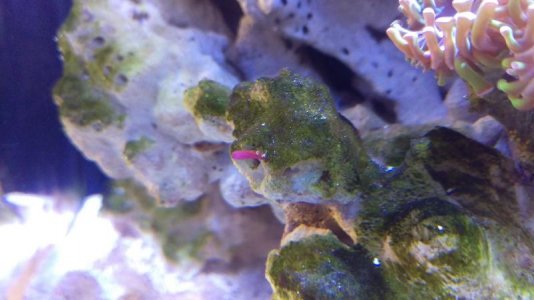 Macro Algae 2.jpg