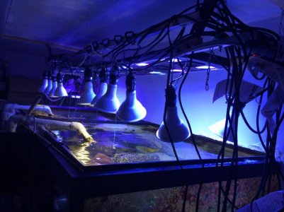 320Light set2016050801.jpg