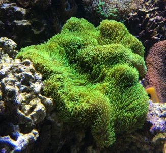 GreenGigantea2016050801.jpg