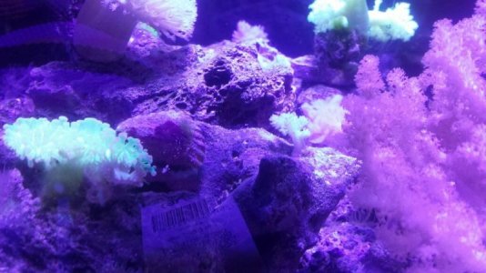 neon pineapple tree.jpg