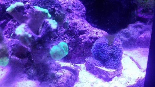 blue clove 4-10-16.jpg