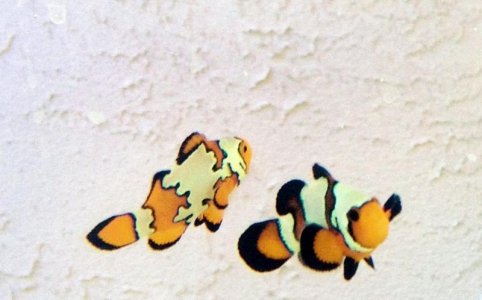 FullSizeRender (1).jpg