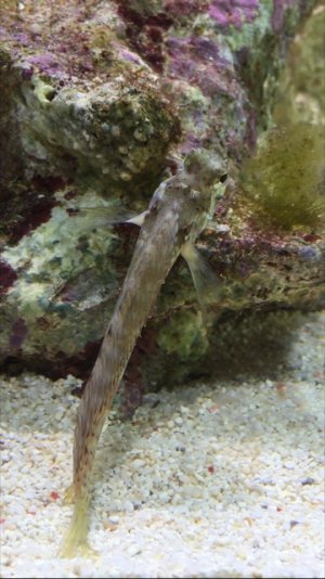 Blenny 1.jpg