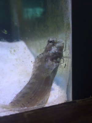 Blenny 2.JPG