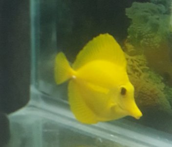 Yellowtangll2_rsz.jpg