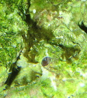 Hydroids.jpg