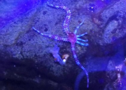 Brittle star.jpg