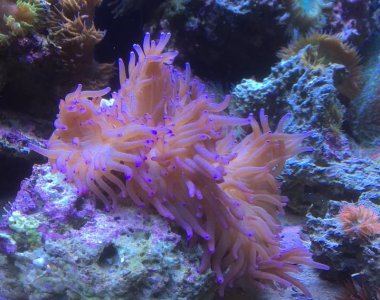 purple crispa.jpg