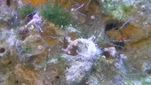 marine_worm_1.jpg