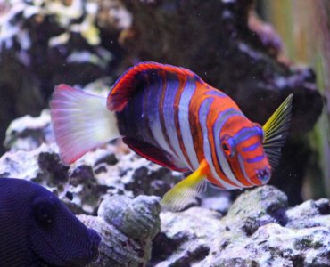 HarlequinTusk2016051502.jpg