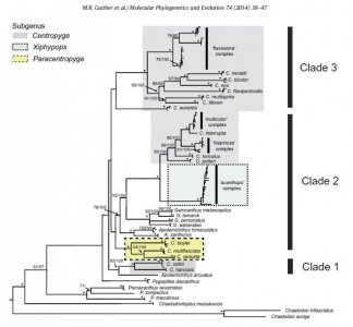 Centropyge - Fig.1.jpg