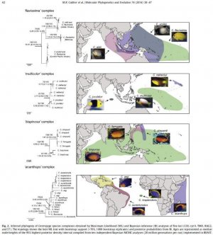 Centropyge - Fig.2.jpg