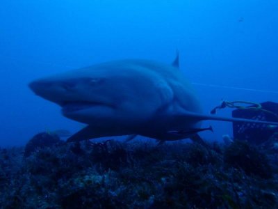 Lemon Shark 2.jpg