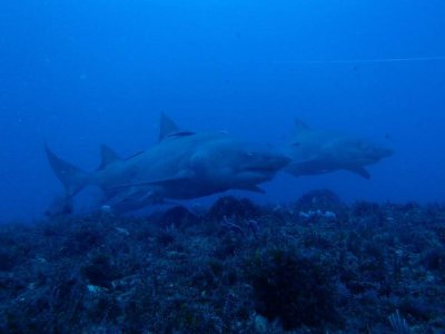 Lemon Shark 3.jpg