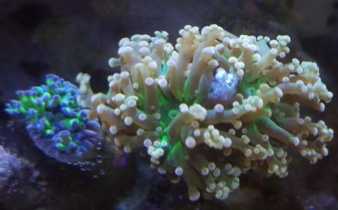Frogspawn.jpg Frogspawn.jpg