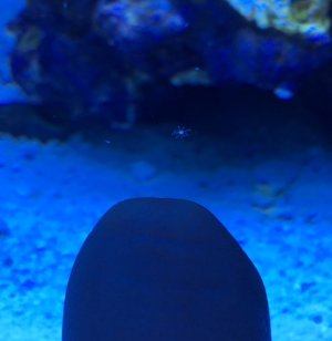 Aquarium question.jpg