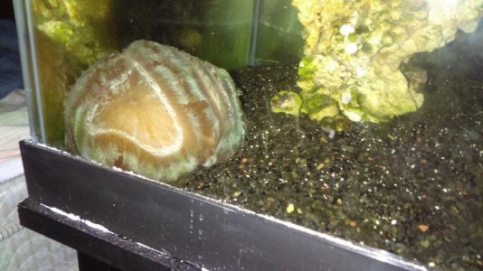 IMAG0044 [35163].jpg