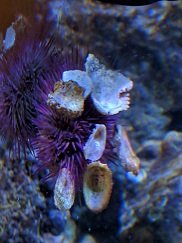 Urchin.jpg