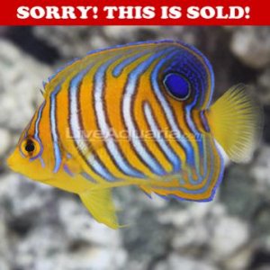 DD REGAL SOLD.jpg