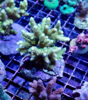 Image1463597856.645754.jpg