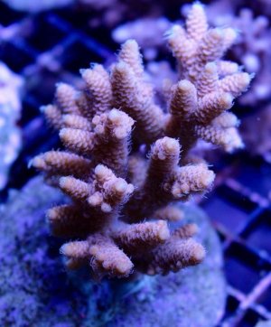 Image1463597867.448160.jpg