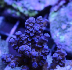 Image1463597889.347803.jpg