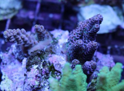 Image1463597955.750258.jpg
