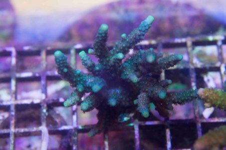 Powder Blue Under Low Light.jpg