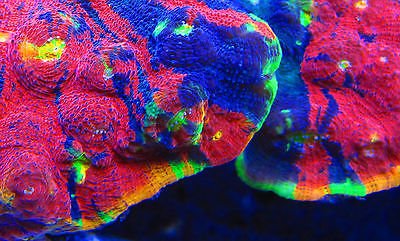 cornbreds-rainbow-crush-chalice-wysiwyg-frag-live-coral_121304533725.jpg
