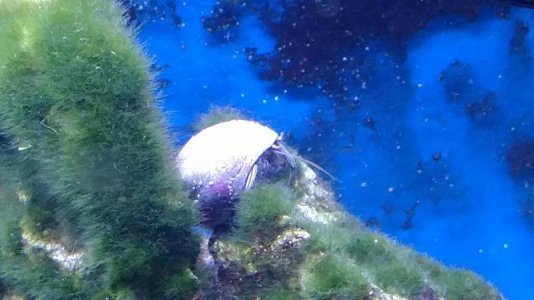 Algae.jpg