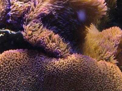 Anemones interaction 2.jpg