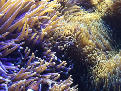 Anemones interaction 4.jpg