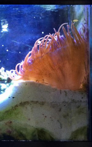 Reddoreensis2016052201.jpg