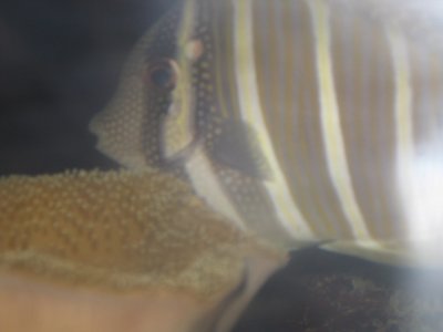 sailfin 005.jpg