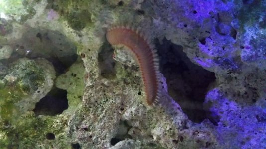 Bristle Worm3.jpg