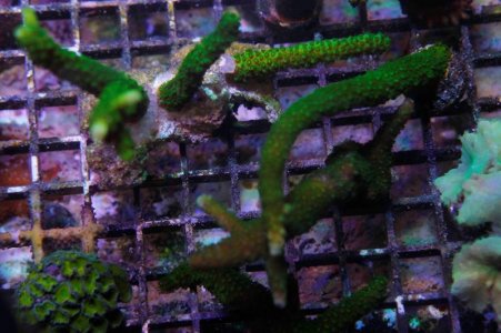 Hairy Green Stag Frags.jpg