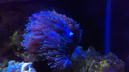 IMAG0088 [62745].jpg