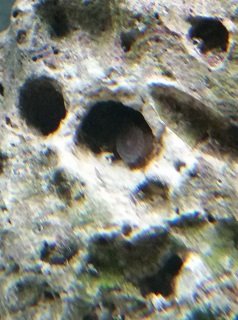 Zoa.jpg