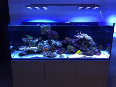 fishtank1.JPG
