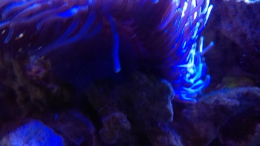 IMAG0096 [74661].jpg